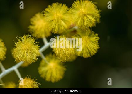 Acacia podalyriifolia, yellow flowers, light fragrance Into a round bouquet Stock Photo