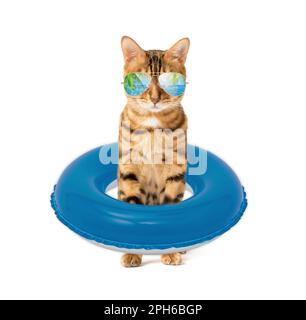 A cat in cool sunglasses and a swim ring on a white background. Stock Photo