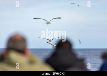 Birdwatchers & photographers in a boat looking at a Yellow-legged gull (Larus michahellis) in the Mediterranean Sea Stock Photo