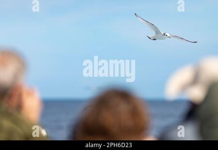 Birdwatchers & photographers in a boat looking at a black-legged kittiwake (Rissa tridactyla) flying over the Mediterranean Sea Stock Photo