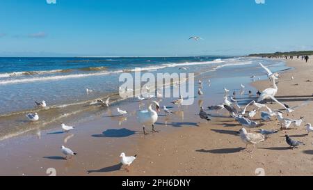 Swans and seagulls looking for food on the beach of the Baltic Sea near Swinoujscie in Poland Stock Photo