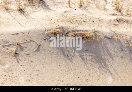 closeup of a bridgehampton sand dune Stock Photo