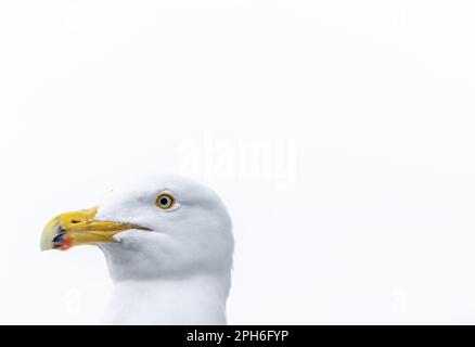 Closeup of a seagull head against a white background Stock Photo