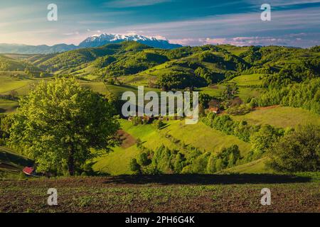 Majestic summer scenery with green meadows and agricultural farmlands on the slopes, high snowy mountains in background at sunrise, Holbav village, Tr Stock Photo