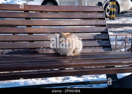 red fluffy stray cat on a park bench in winter Stock Photo - Alamy