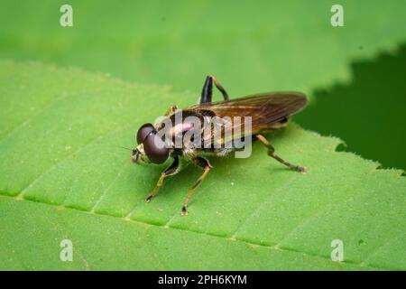 An Brown-toed Forest Fly (Xylota segnis) resting on a leaf beside Thornley Woodland Centre, Gateshead, North East England Stock Photo