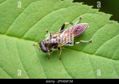 An Brown-toed Forest Fly (Xylota segnis) resting on a leaf beside Thornley Woodland Centre, Gateshead, North East England Stock Photo