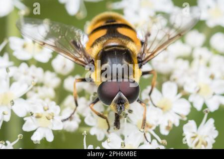 A colourful hover fly (possibly myathropa florea), seen near the River Derwent, Gateshead, North East England Stock Photo