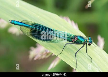 A banded demoiselle damselfly (Calopteryx splendens) rests on leaves beside the River Derwent, Gateshead, North East England Stock Photo