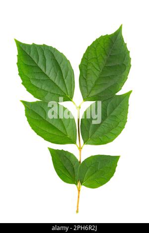 Green sprig of mock orange or jasmine leaves isolated on white background. File contains clipping path. Stock Photo