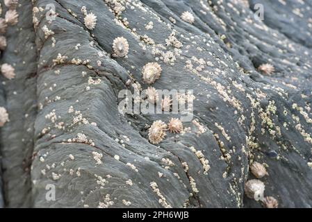 limpets and barnacles on rock, Barricade beach Devon UK, natural ecology Stock Photo