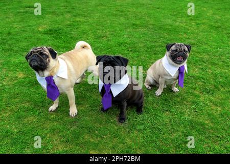 3 cute mops dogs on gras field dressed up in tie . Stock Photo