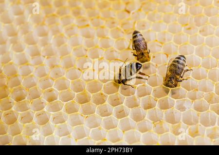 Bees collect honey from honeycombs on wooden frames. Honey is a real masterpiece of nature, which has a great taste and many beneficial properties for Stock Photo