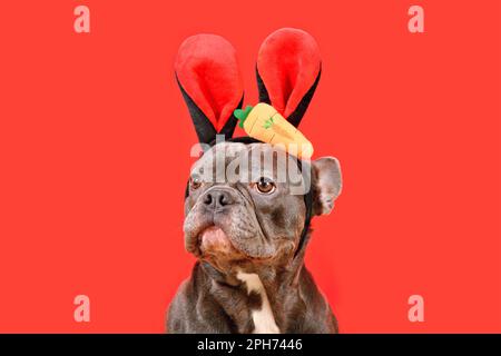 French Bulldog dog wearing Easter bunny costume eras with carrot on red background Stock Photo