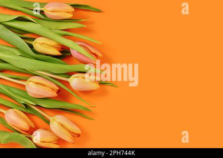 Tulip spring flowers on orange background with copy space Stock Photo