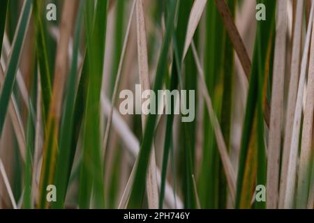 Green tall grass blades close-up for background Stock Photo