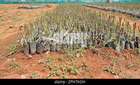 Lineup of plantation of rose hedge plant mulched with manure in plastic ...