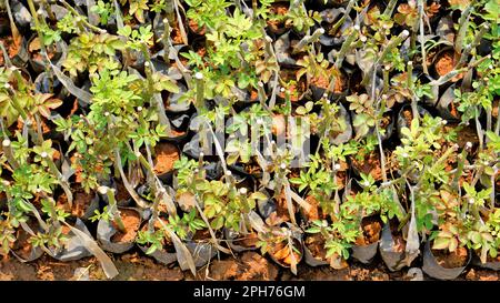 Lineup of plantation of rose hedge plant mulched with manure in plastic ...