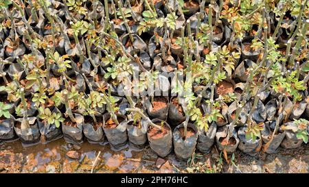 Lineup of plantation of rose hedge plant mulched with manure in plastic ...