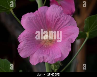 The pink hollyhock(Alcea rosea) are blooming Stock Photo
