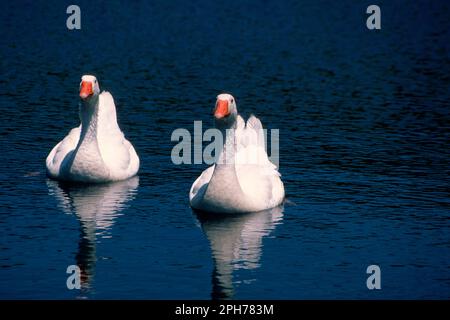 A pair of geese swim in an artificial lake on the Berchidda slope of Monte Limbara in Gallura. Berchidda, Olbia, Sardinia. Italy Stock Photo