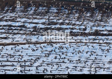 A Large Flock of Pink-footed Geese (Anser Brachyrhynchus) Flying Over a Snow-covered Ploughed Field in Late Afternoon Sunshine Stock Photo