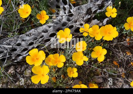 California poppies (Eschscholzia californica) and cholla cactus skeleton Stock Photo