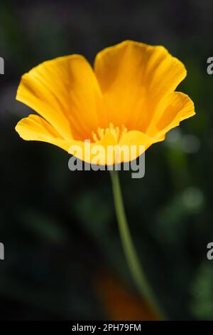 California poppy (Eschscholzia californica) Stock Photo