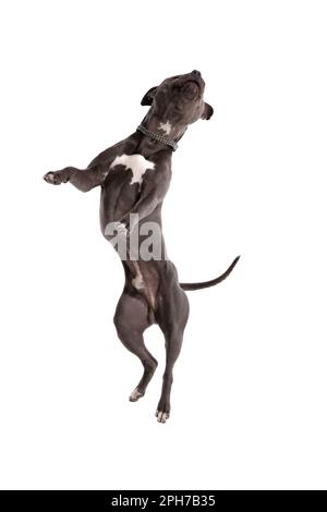 Picture of beautiful American Staffordshire Terrier dog dancing from side to side, wearing a leash at neck against white studio background Stock Photo