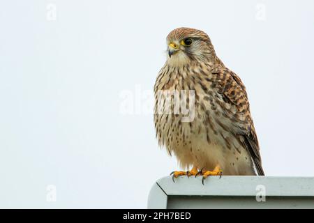 Common Kestrel (Falco tinnunculus) on post, the Netherlands Stock Photo