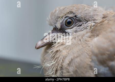 Eurasian Collared Dove (Streptopelia decaocto) juvenile portrait, the Netherlands Stock Photo