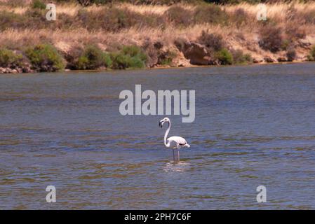 Flamingos feeding and wading in the shallow waters of the ancient saline near Peyriac-de-Mer, south of the city of Narbonne in Southern France. Stock Photo