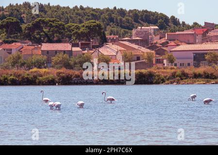 Flamingos feeding and wading in the shallow waters of the ancient saline near Peyriac-de-Mer, south of the city of Narbonne in Southern France. Stock Photo