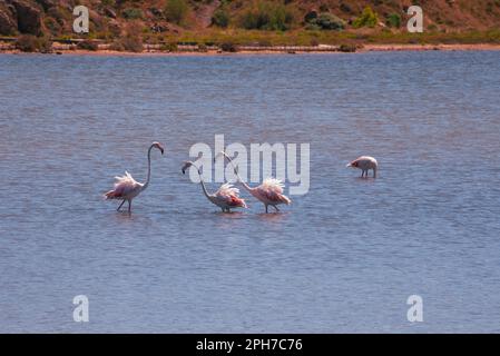 Flamingos feeding and wading in the shallow waters of the ancient saline near Peyriac-de-Mer, south of the city of Narbonne in Southern France. Stock Photo