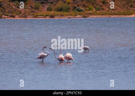 Flamingos feeding and wading in the shallow waters of the ancient saline near Peyriac-de-Mer, south of the city of Narbonne in Southern France. Stock Photo