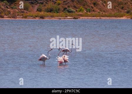 Flamingos feeding and wading in the shallow waters of the ancient saline near Peyriac-de-Mer, south of the city of Narbonne in Southern France. Stock Photo