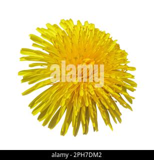 Blossoming Dandelion Yellow Head cutout isolated on white background, macro photo. Dandelion flower head with clipping path. Taraxacum head in white s Stock Photo