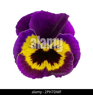 Beautiful Purple and yellow Pansy flower. The Pansy, Viola wittrockiana Flower, type Matrix Yellow Purple Wing, closeup isolated on white background. Stock Photo