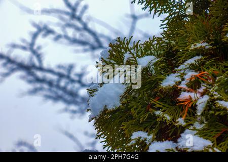 Fresh snow on the branches of thuja occidentalis Smaragd. Frozen needles of an evergreen coniferous tree thuja. Stock Photo