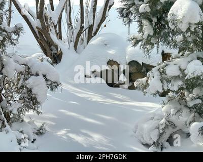 Scenic winter path with light & shadow on the snow is surrounded with log pile, pine tree, & bushes. Fresh fallen snow on ground makes branches heavy. Stock Photo