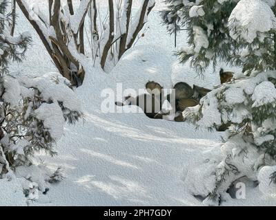 Oil paint filter was used on this winter scene landscape showing a pathway in a garden park of log pile, pine, bushes and trees. Fresh snow covers all. Stock Photo