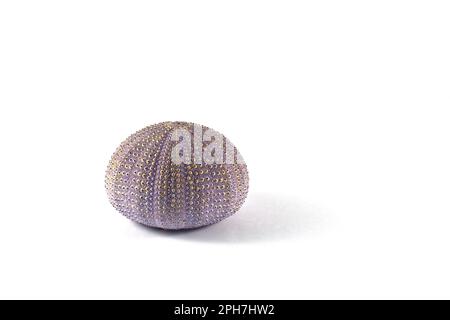 Empty dried and spineless purplish sea urchin ,isolated on white background. Stock Photo