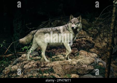 Aggressive wolf stuffed. High quality photo Stock Photo