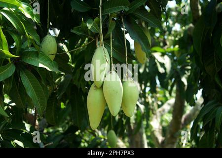 young mango fruit on tree in organic farm Stock Photo