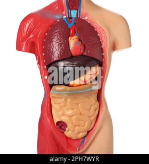 Human anatomy mannequin showing internal organs isolated on white Stock Photo