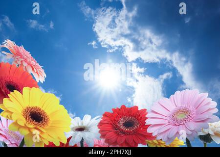 Many colorful gerbera flowers under blue sky on sunny day Stock Photo