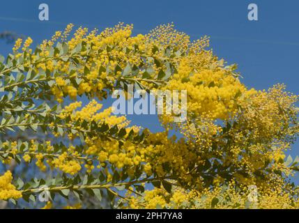 Blossoming plant of bright yellow flowers contrasting the blue sky.  Mother nature at her finest. Stock Photo