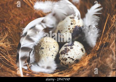 quail eggs on bird nest and feather, fresh quail eggs on basket background, raw eggs Stock Photo