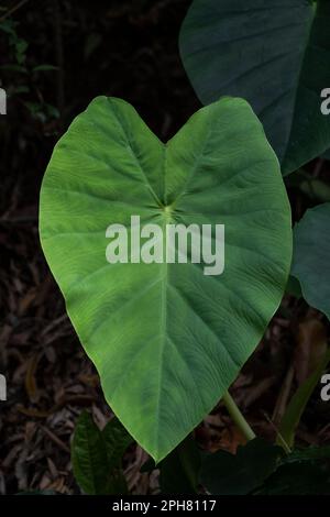 Green leaf close-up, American taro, Xanthosoma sagittifolium in nature in the tropical region Stock Photo