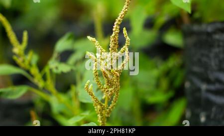 Flowers From The Siri Bumi Plant, Also Called (Peperomia Pellucida), In The Village Of Belo Laut During The Day Stock Photo